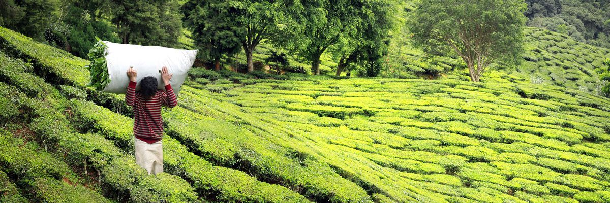 Tea_Plantation_Darjeeling_214111.jpg Tea_Plantation_Darjeeling_214111.jpg